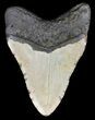 Megalodon Tooth - North Carolina #59082-1